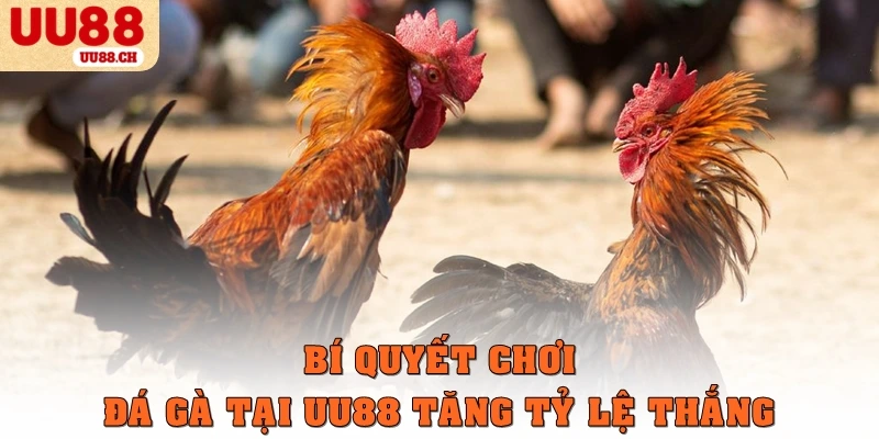 Bí quyết chơi đá gà tại UU88 tăng tỷ lệ thắng
