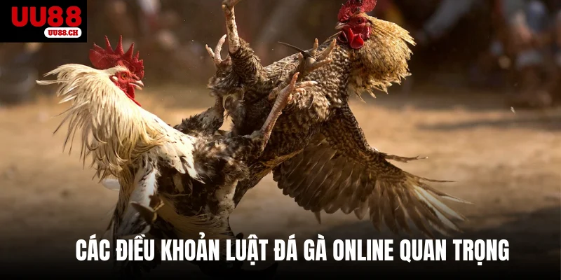 Các điều khoản luật đá gà online quan trọng