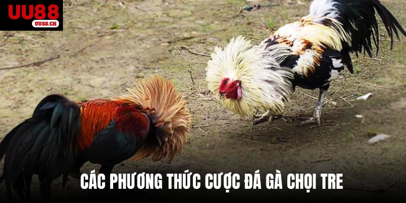 Các phương thức cược đá gà chọi tre