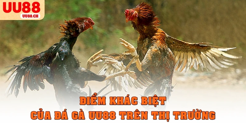 Điểm khác biệt của đá gà UU88 trên thị trường