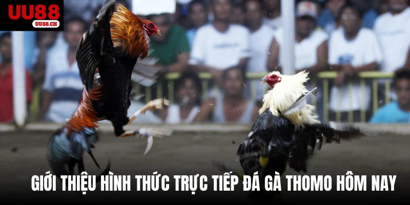 Giới thiệu hình thức trực tiếp đá gà Thomo hôm nay