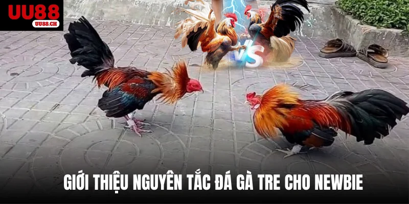 Giới thiệu nguyên tắc đá gà tre cho newbie