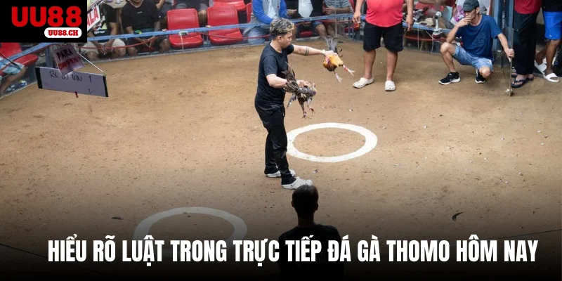 Hiểu rõ luật trong trực tiếp đá gà Thomo hôm nay
