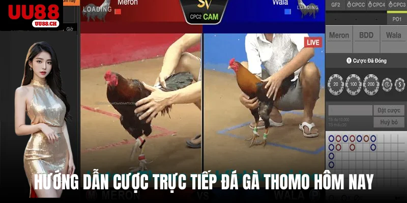 Hướng dẫn cược trực tiếp đá gà thomo hôm nay 