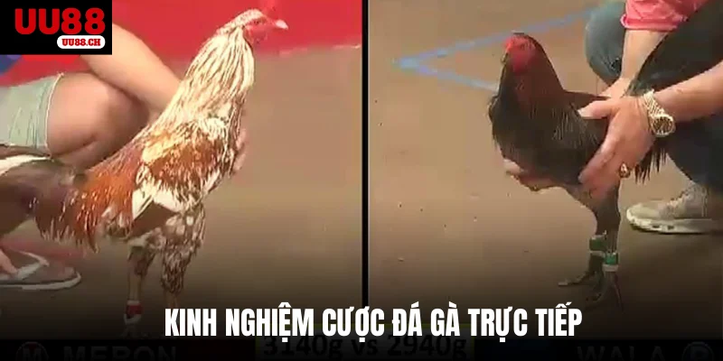 Kinh nghiệm cược đá gà trực tiếp 