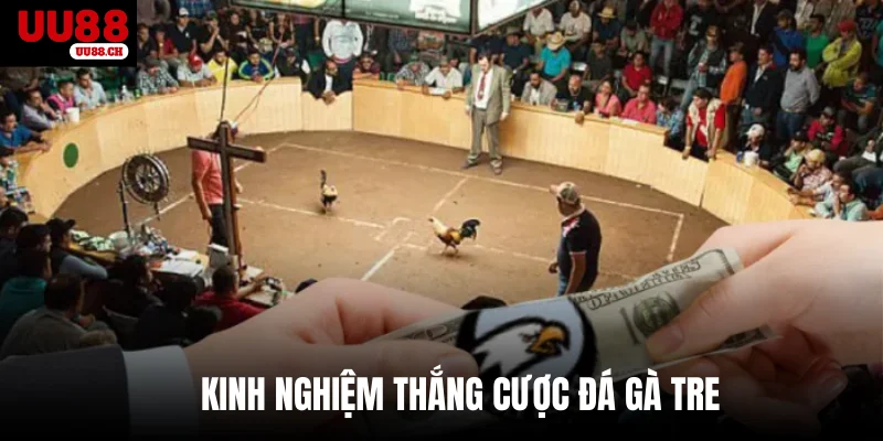 Kinh nghiệm thắng cược đá gà tre