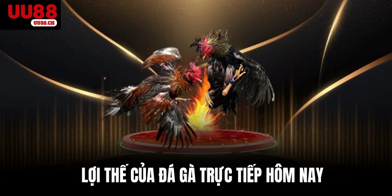 Lợi thế của đá gà trực tiếp hôm nay 