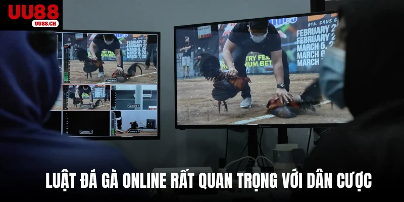 Luật đá gà online rất quan trọng với dân cược 