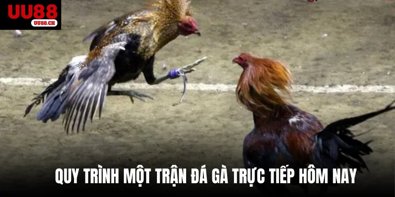 Quy trình một trận đá gà trực tiếp hôm nay