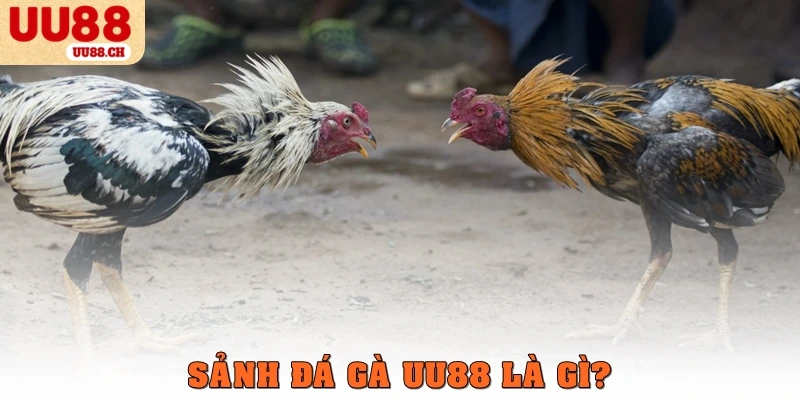 Sảnh đá gà UU88 là gì?